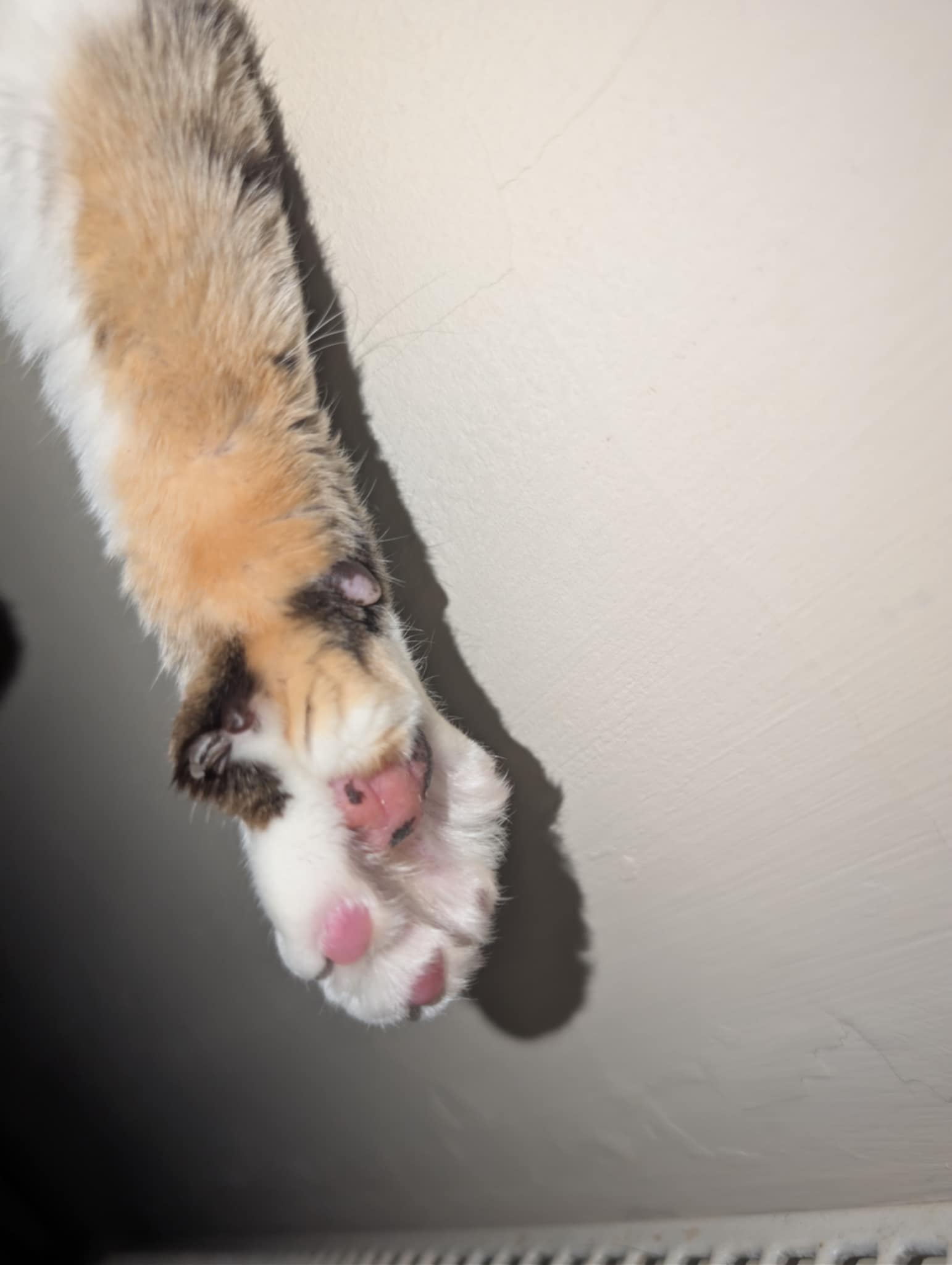 Calico Cat Paw