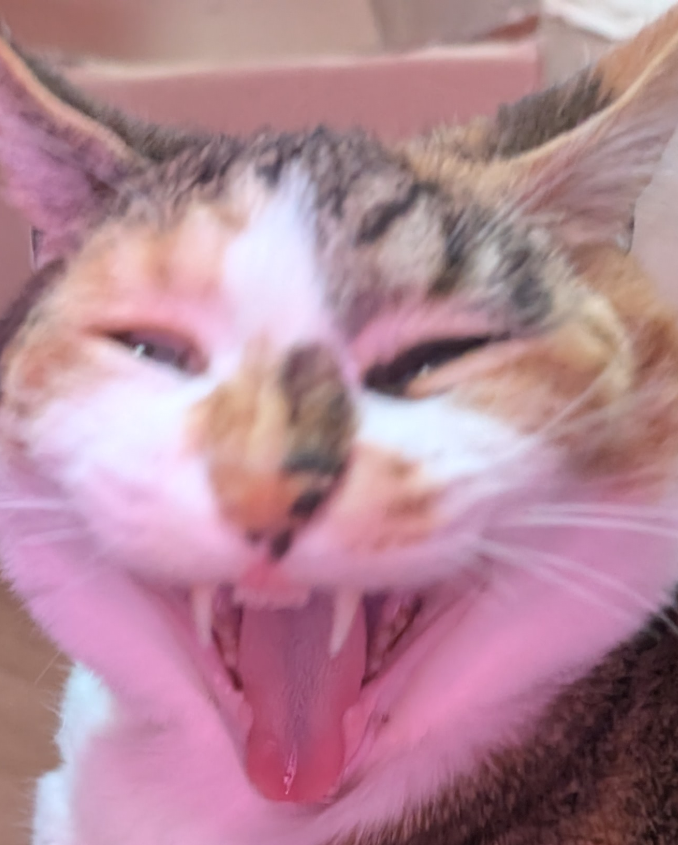 Calico Cat Screaming